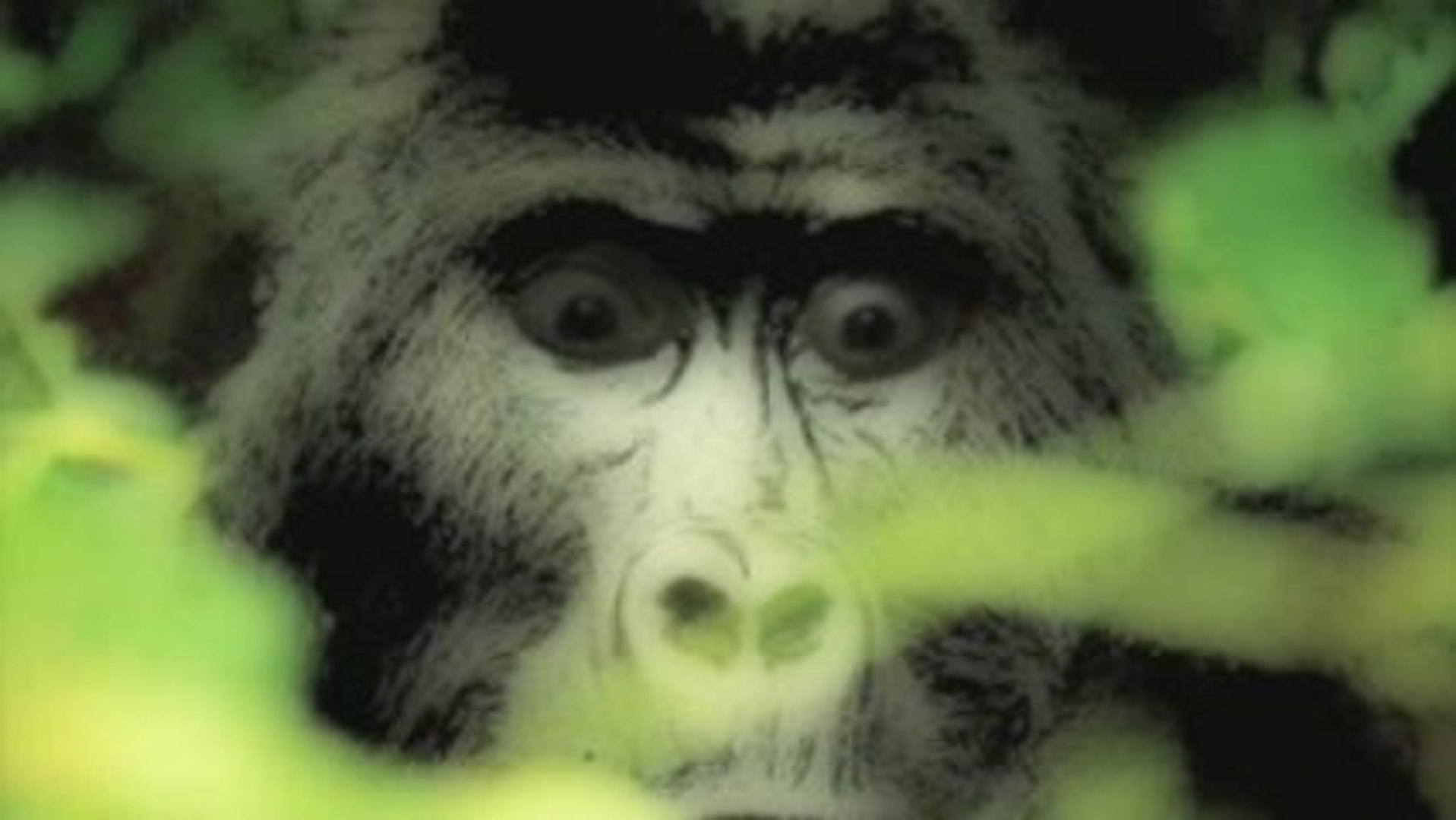 ⁣Russian Gorilla