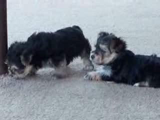 Morkie Puppies for Sale @ Puppy Match 4 You