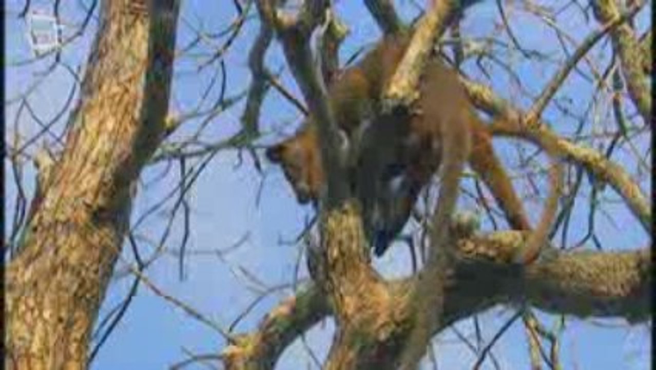 Fossa Fouche (cryptoprocta ferox)