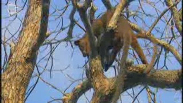 Fossa Fouche (cryptoprocta ferox)