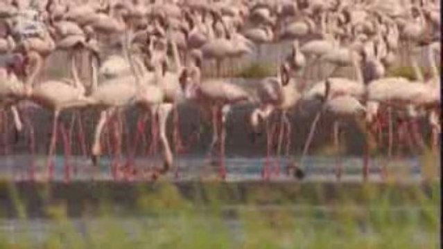 Flamand nain (Phoeniconaias minor)