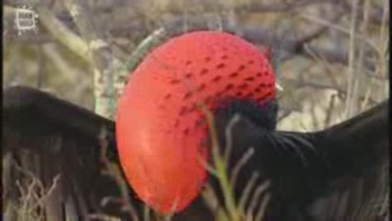 Fregate du Pacifique (Fregata minor)