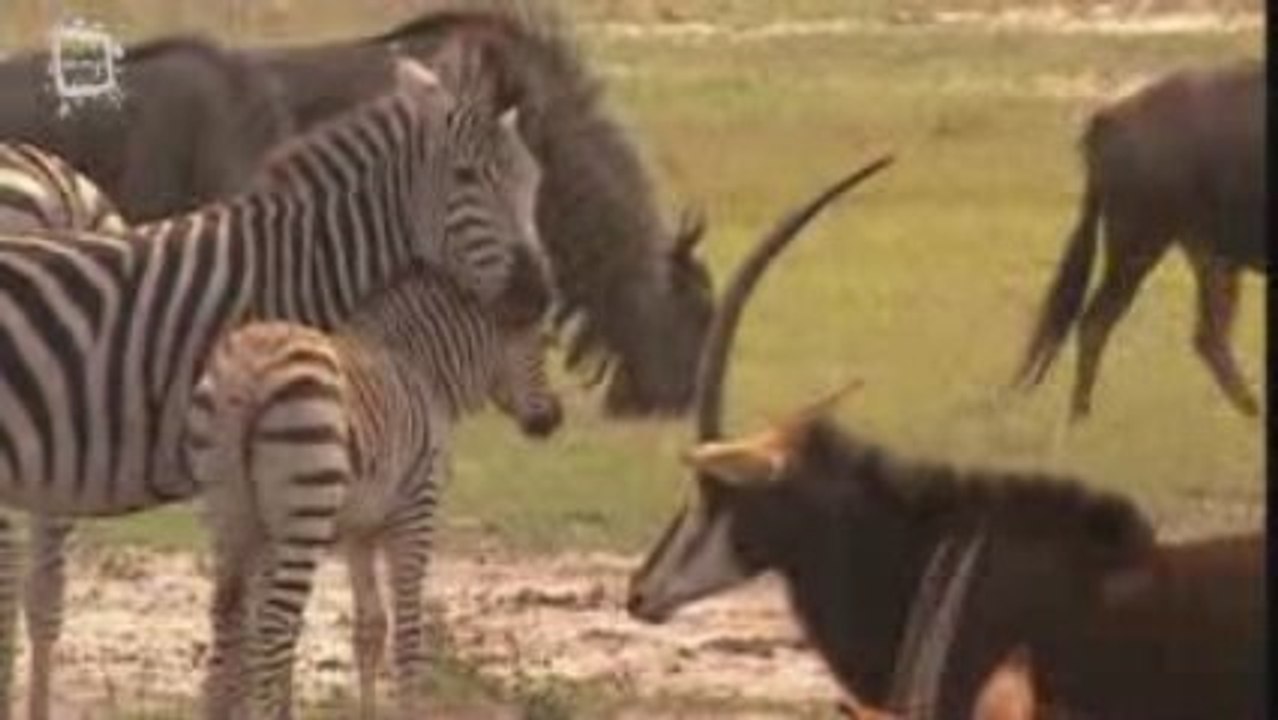 Gnou a queue noire (Connochaetes gnou)