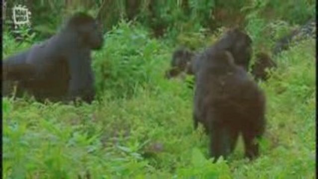 Gorille Gorilla Groupe (Gorilla gorilla)