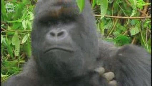 Gorille Gorilla Seul 5 (Gorilla gorilla)