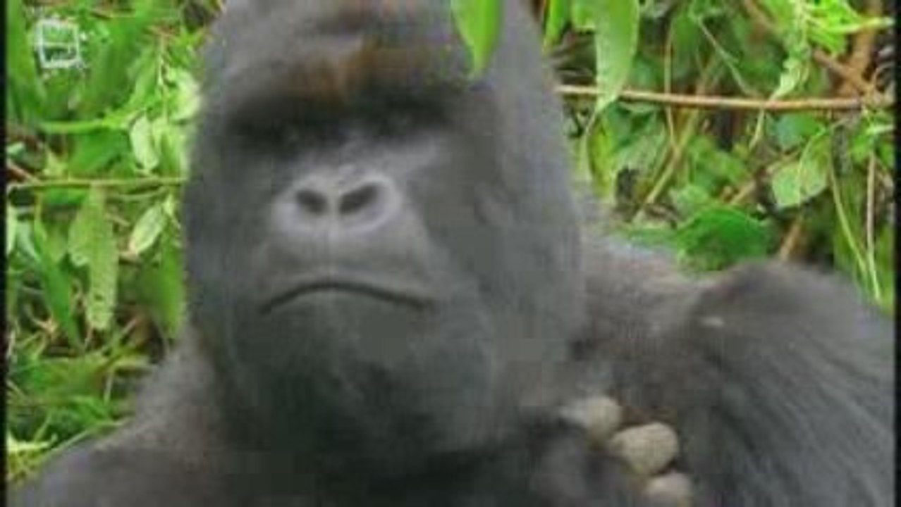 Gorille Gorilla Seul 5 (Gorilla gorilla)