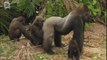 Gorille des montagnes Gorilla avec petit (Gorilla beringei)