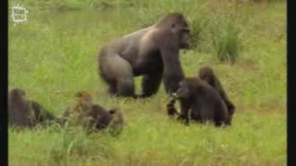 Gorille des montagnes 8 (Gorilla beringei)