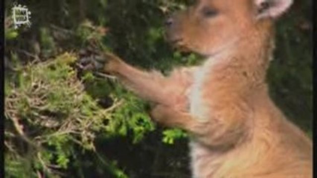 Kangourou gris (macropus fuliginosus)