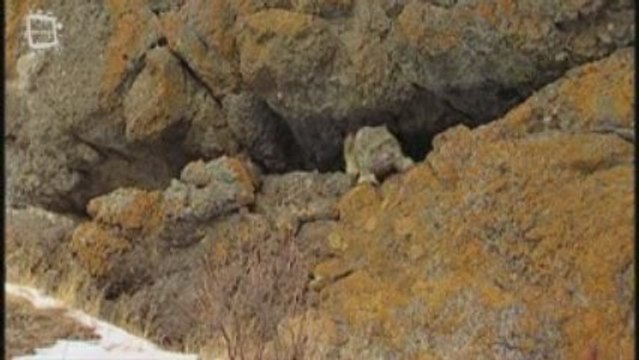 Snow Leopard des neiges (Panthera uncia)