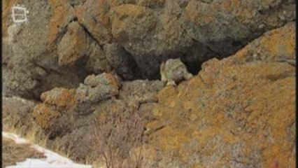 Snow Leopard des neiges (Panthera uncia)