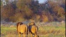 Lion d'Afrique Lions et lionnes (Panthera leo)