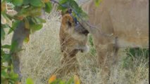 Lion d'Afrique lionnes  lionceaux (Panthera leo)