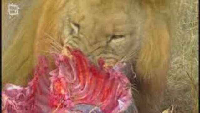 Lion d'Afrique (Panthera leo) 1