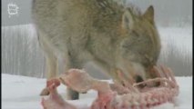 Loup de la toundra Repas (canis lupus)