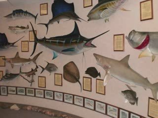 Amarillo College Natural History Museum - An Introduction