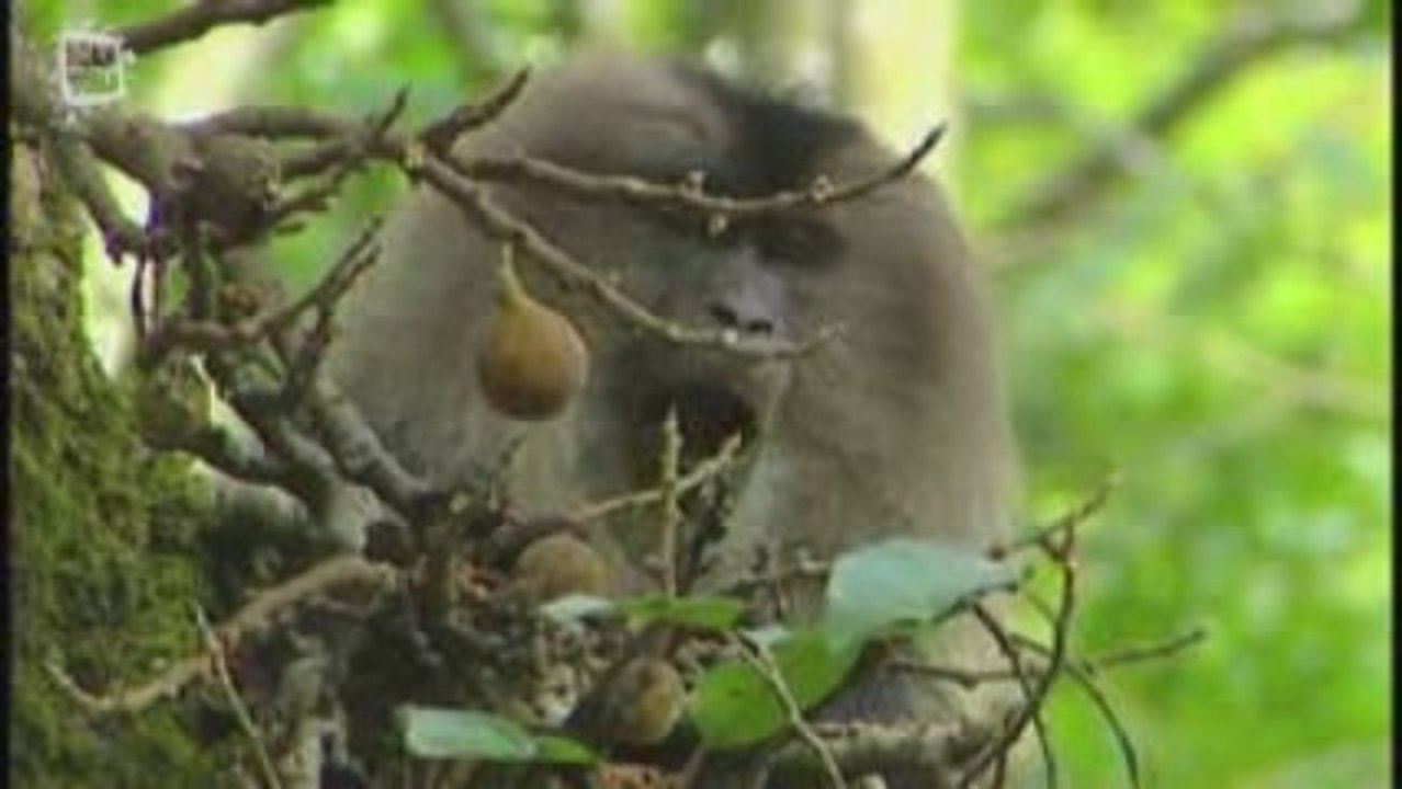 Macaque a queue de lion (Macaca silenus)