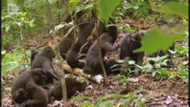 Macaque des celebes (macaca nigra) 1