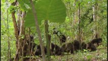 Macaque des celebes petits (macaca nigra)