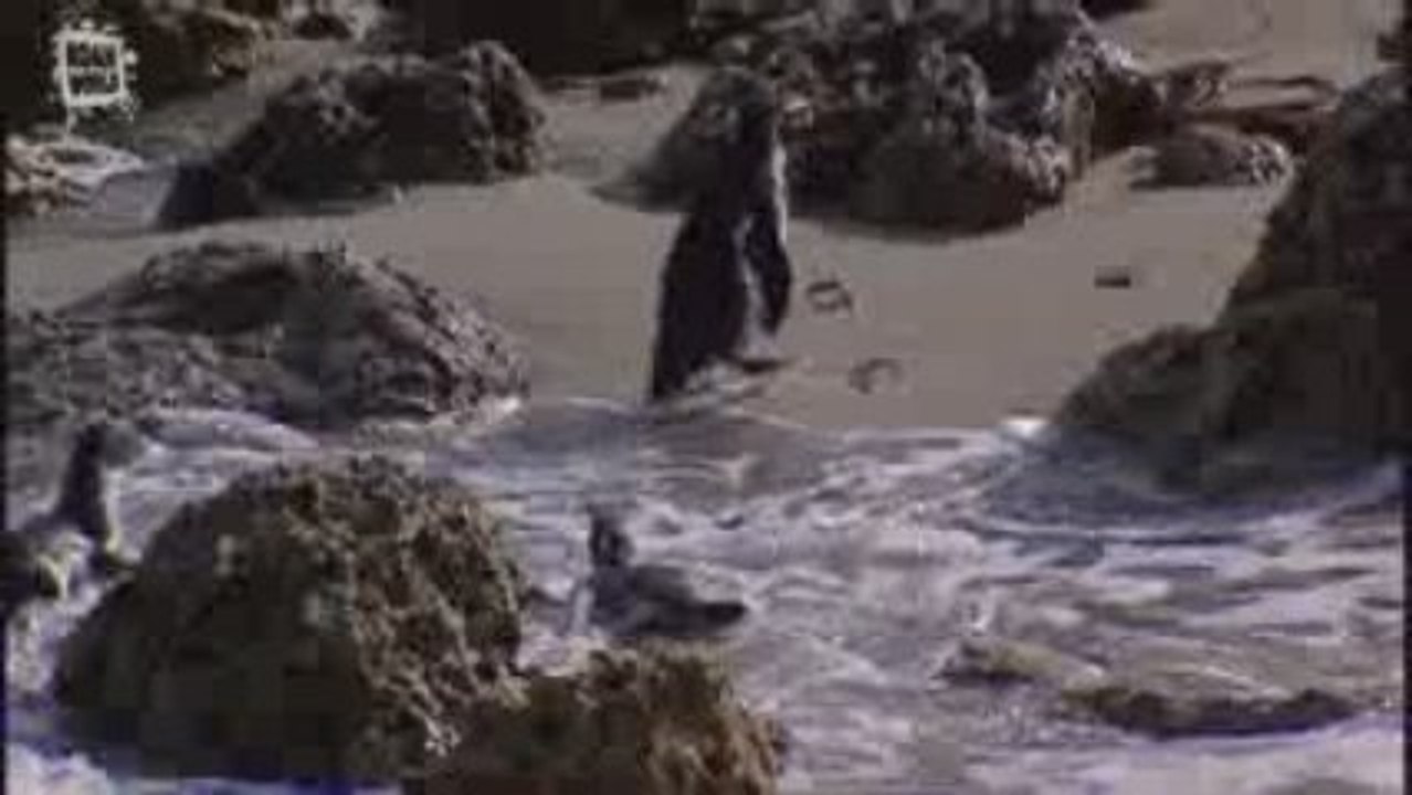 Manchot de Humboldt  Sur mer (Spheniscus humboldti)