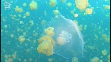 Meduse du lac Palao (Medusa)