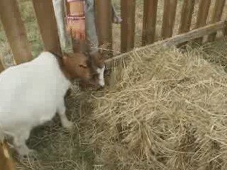 Aigrefeuille sur Maine : Nature en fête