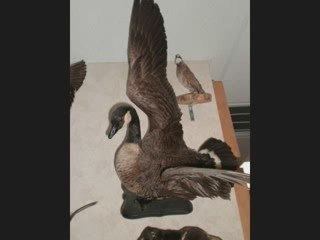 AMARILLO COLLEGE NATURAL HISTORY MUSEUM BIRD GALLERY