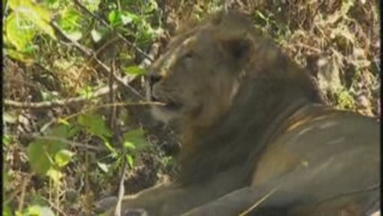 Lion d'Inde (Panthera leo) sinhaleyus