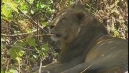 Lion d'Inde (Panthera leo) sinhaleyus