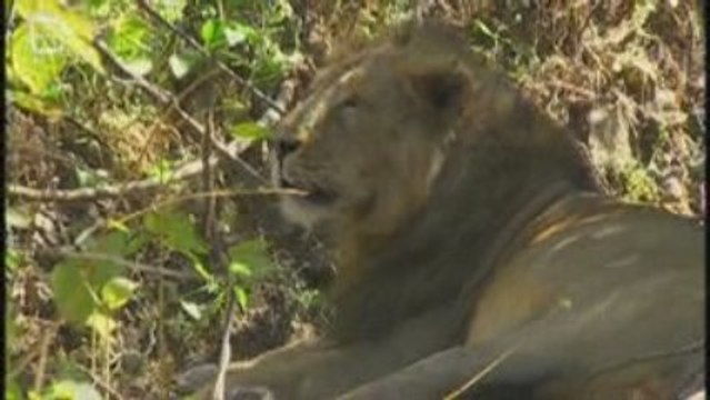 Lion d'Inde (Panthera leo) sinhaleyus