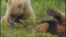 Ours brun (Ursus arctos) Jeux 5