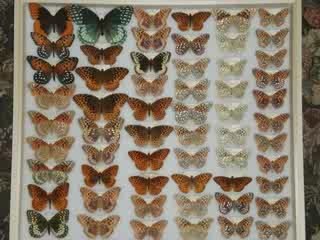 Amarillo College NHM R E HOWARD BUTTERFLY & MOTH COLLECTION