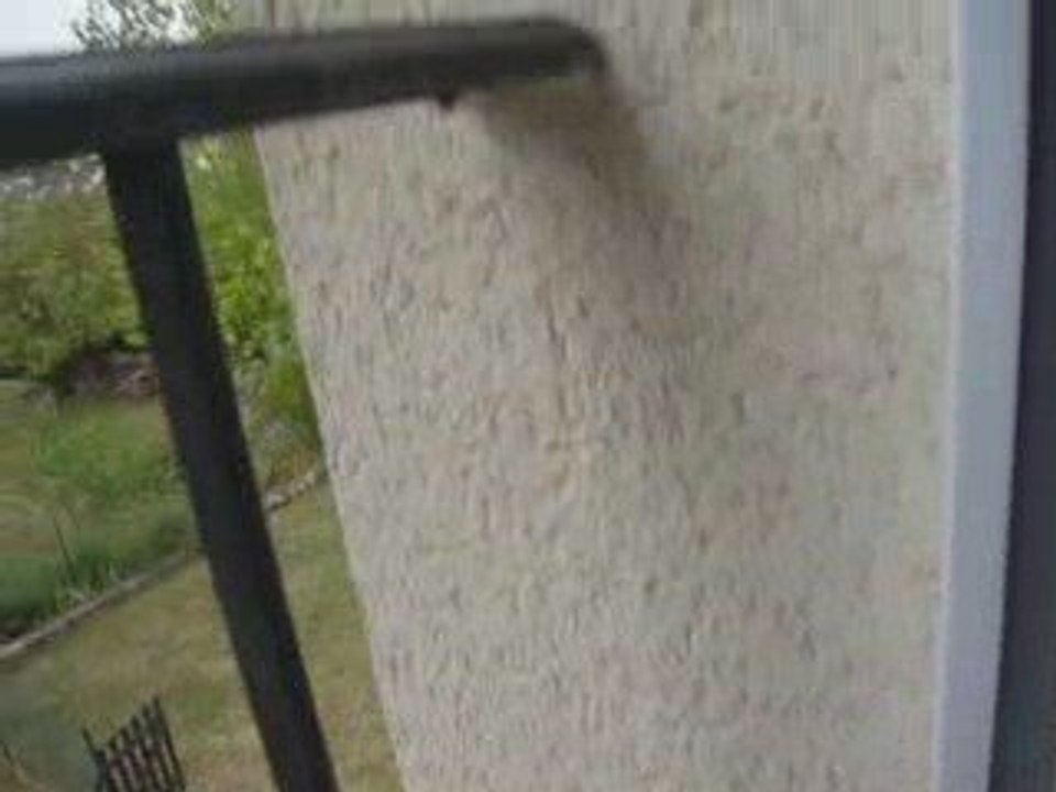 l'invasion des coccinelles