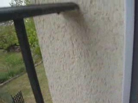 l'invasion des coccinelles