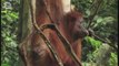 Orang outan (Pongo pygmaeus) 1