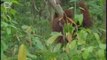 Orang outan (Pongo pygmaeus) 2 Groupe