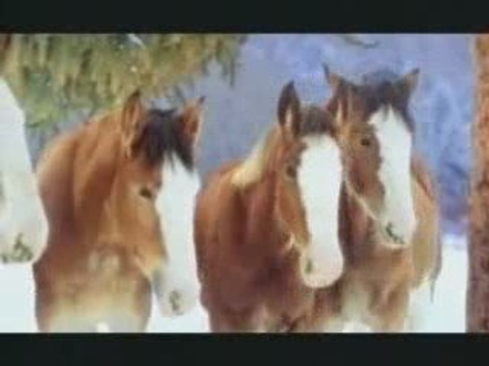 Marrannnt avec les chevaux !!!
