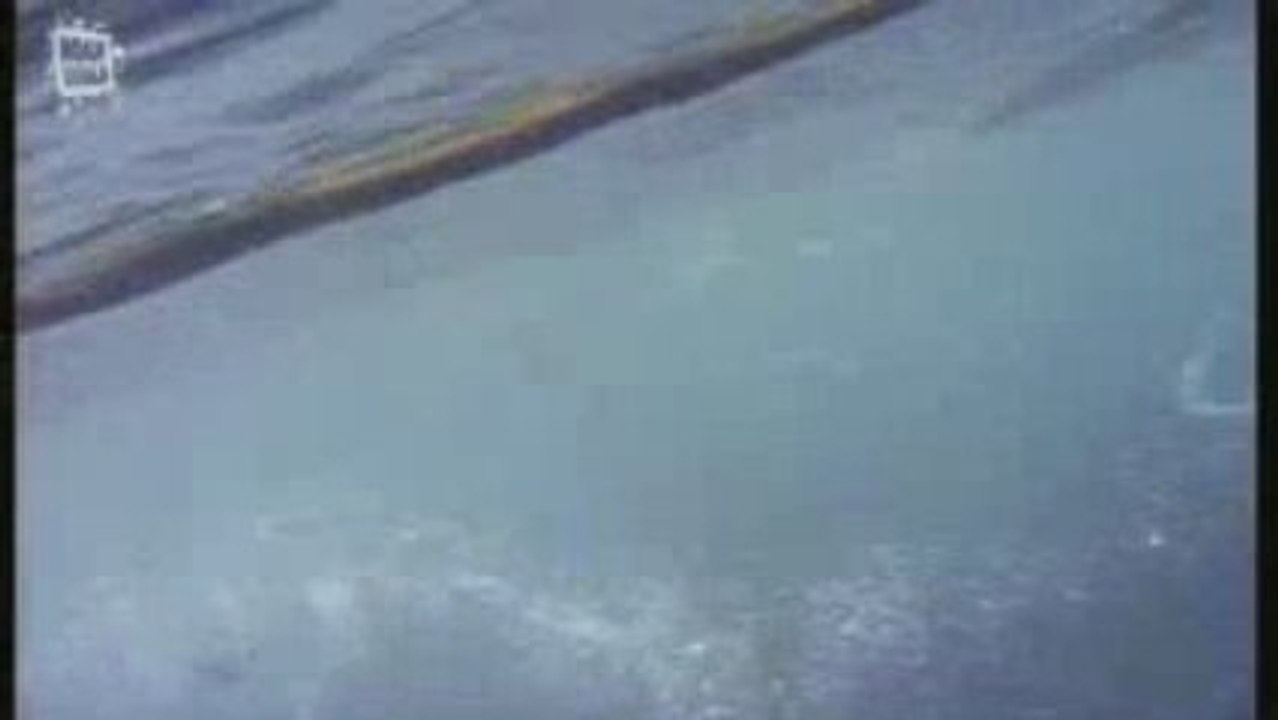 Orque ou epaulard (Orcinus orca)