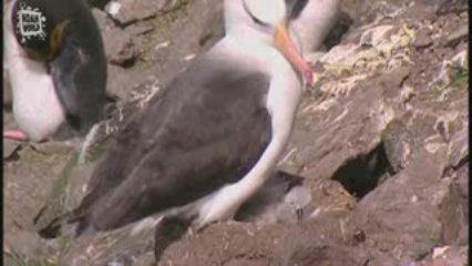 Oiseaux marins des Kerguelen