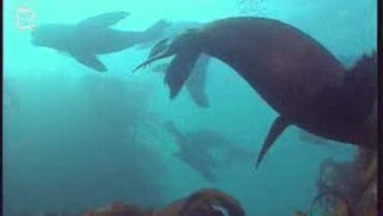 Otarie a fourrure d'Afrique du Sud (Arctocephalus pusillus)