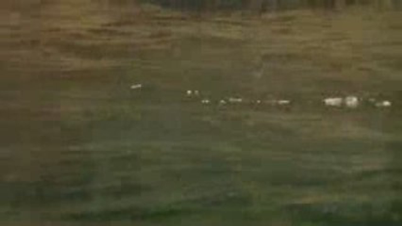 Nutria nadando