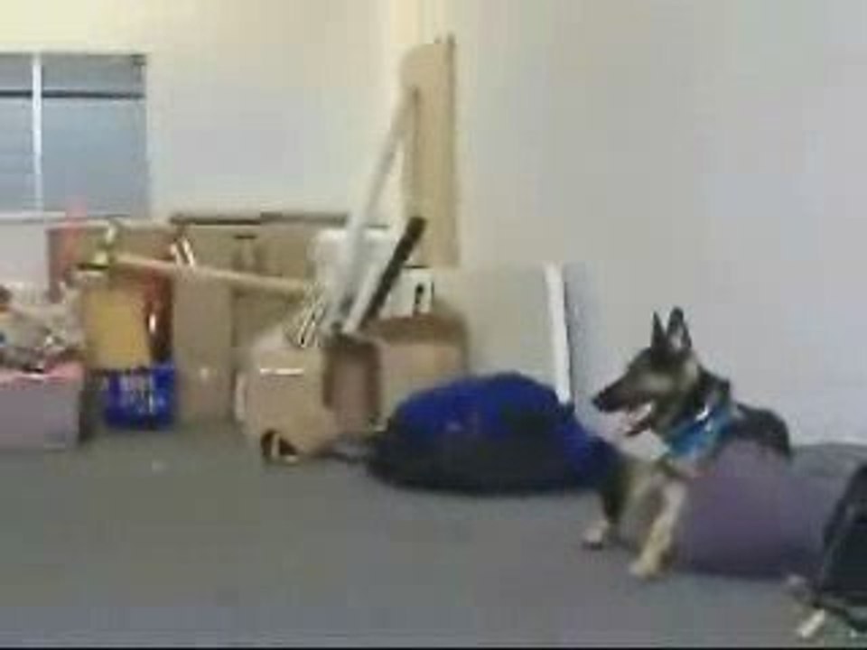 Dog Training (Dog Training Schools) Call 818.216.8960