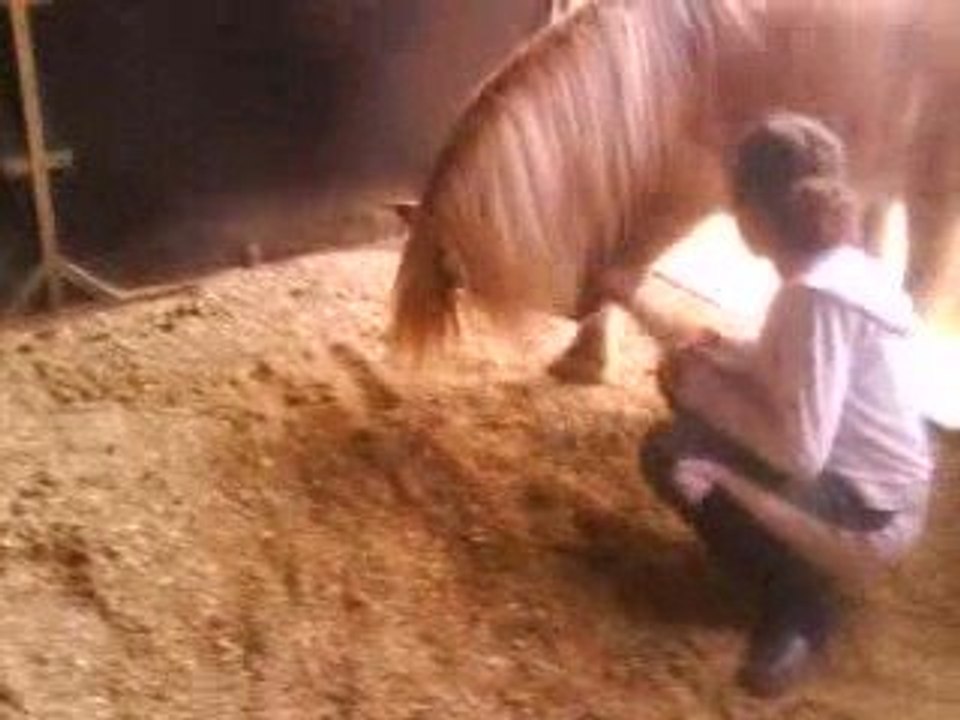Cour d'équitation