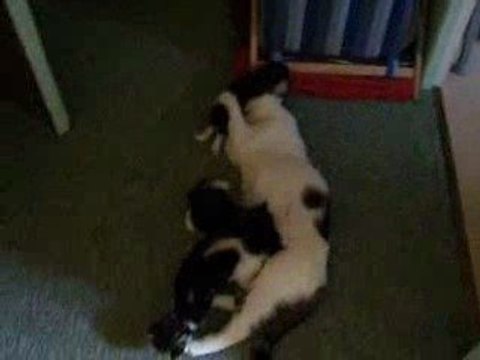 Domino la maman & ses petits agés de presque 3 semaines