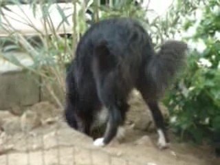 Apache, Femelle Border Collie née en 2008 🐾