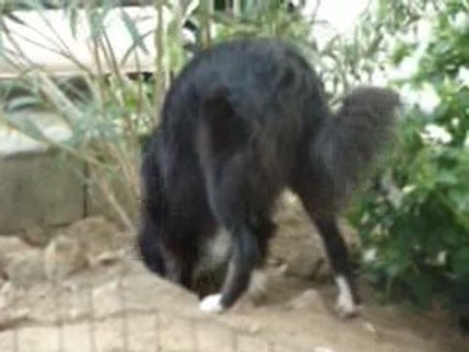 Apache