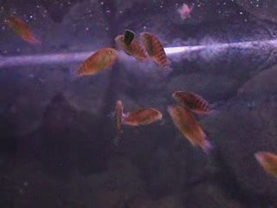 Trop yavrularım yeni akvaryumda