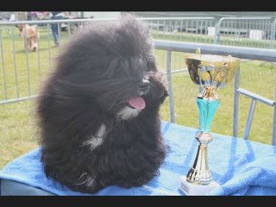 Bichon havanais, frisé