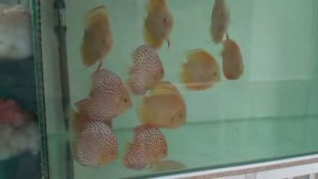 Guarani discus Genève Suisse
