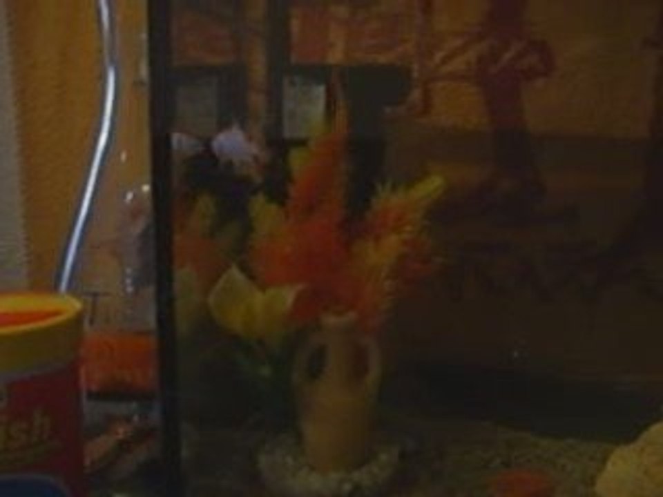 poisson de bb